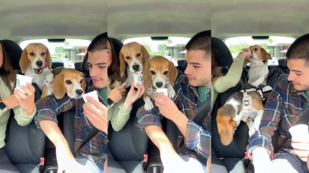 Beagles pup cup video