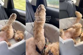 Labradoodle sleeping video