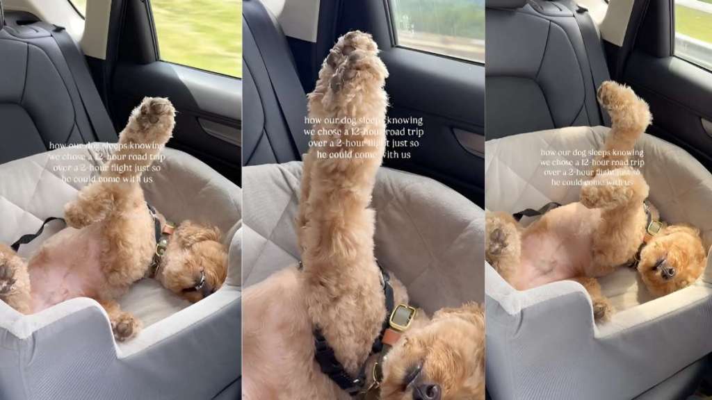 Labradoodle sleeping video
