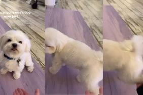 Maltese video