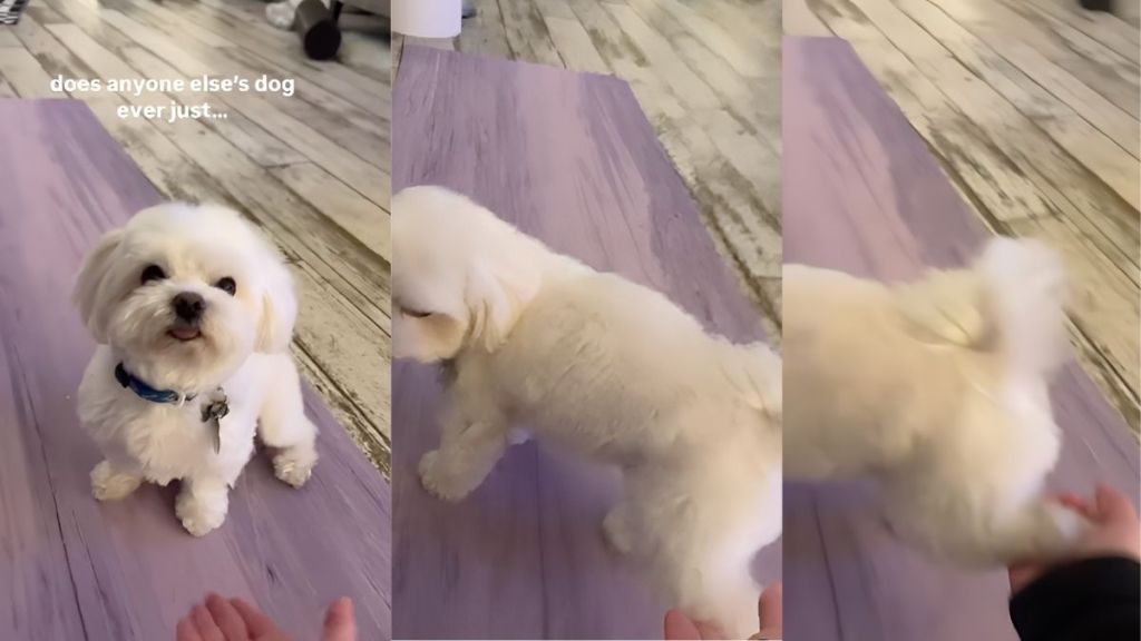 Maltese video