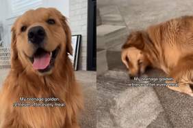 Golden Retriever meal video