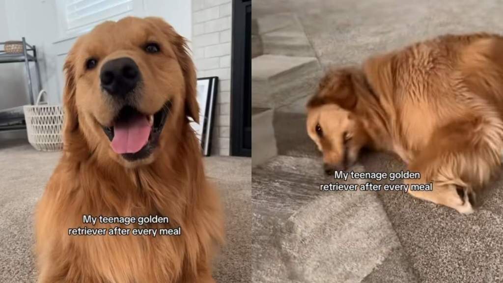 Golden Retriever meal video