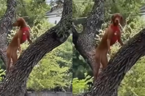 dog squirrel video