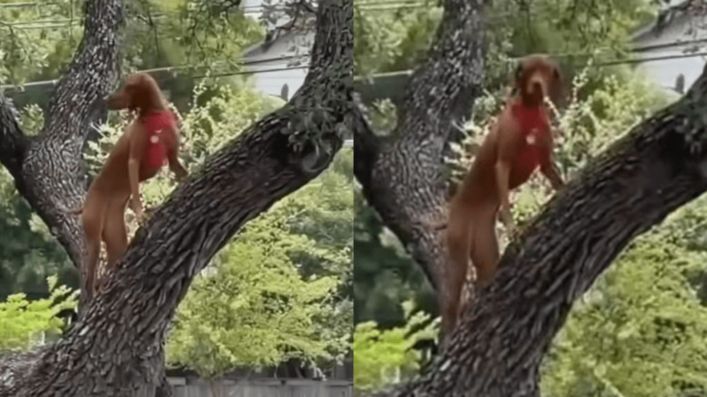 dog squirrel video