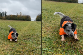dog new trick video