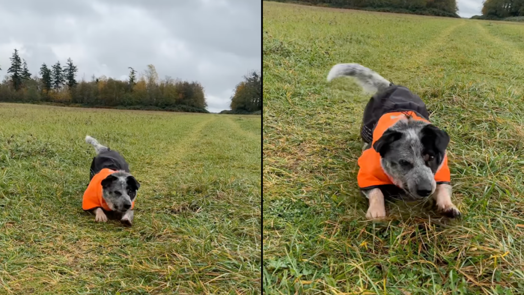 dog new trick video