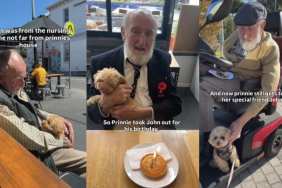 poodle man friendship video