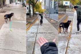 Rottweiler video