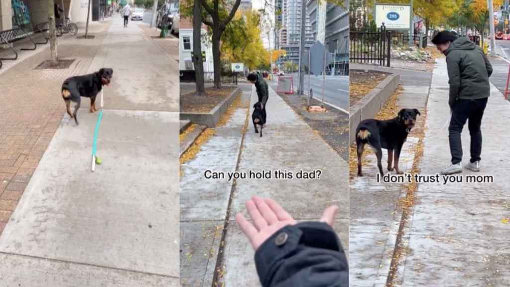 Rottweiler video