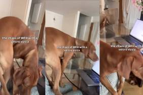 Vizsla puppy video