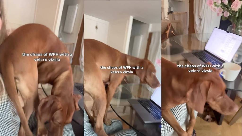 Vizsla puppy video