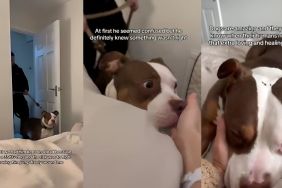American Bully video