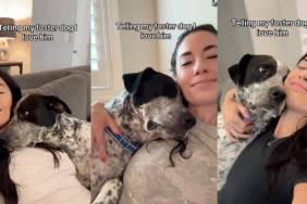 foster dog love video
