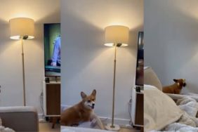 Corgi video