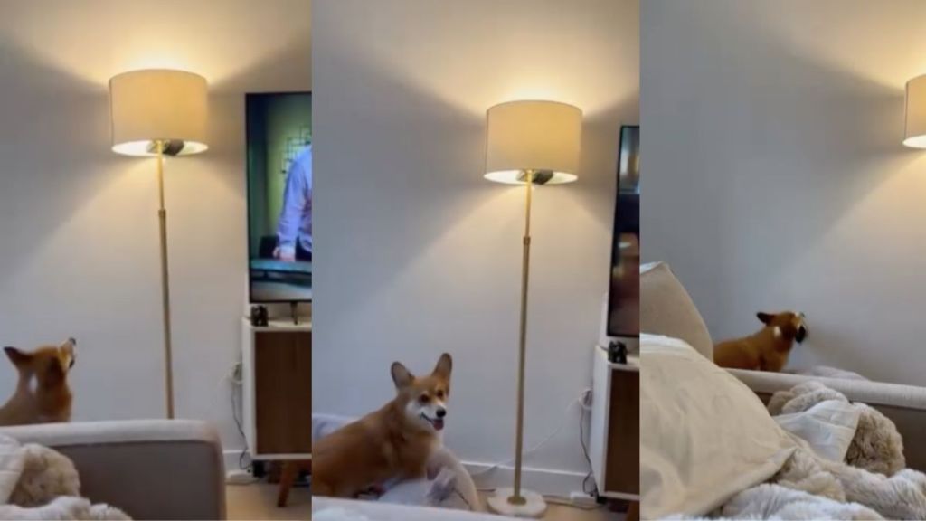 Corgi video
