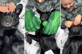 Video: Little Boy Gifts Labrador Brother a Much-Needed ‘Spawday'