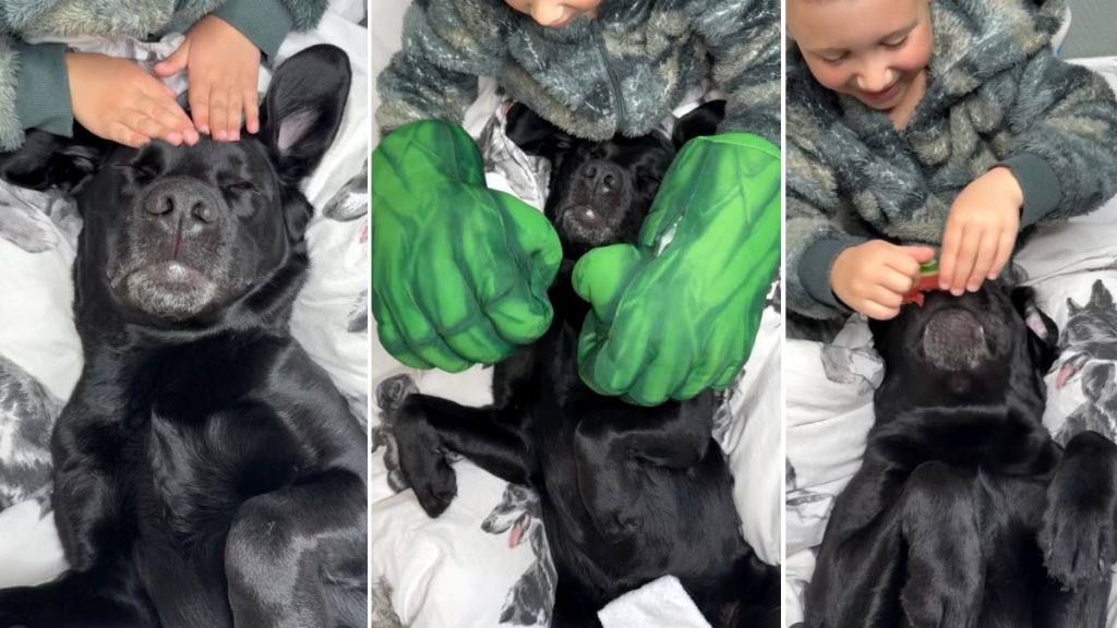 Video: Little Boy Gifts Labrador Brother a Much-Needed ‘Spawday'