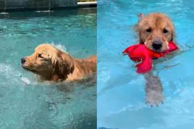 Golden Retriever swimming video