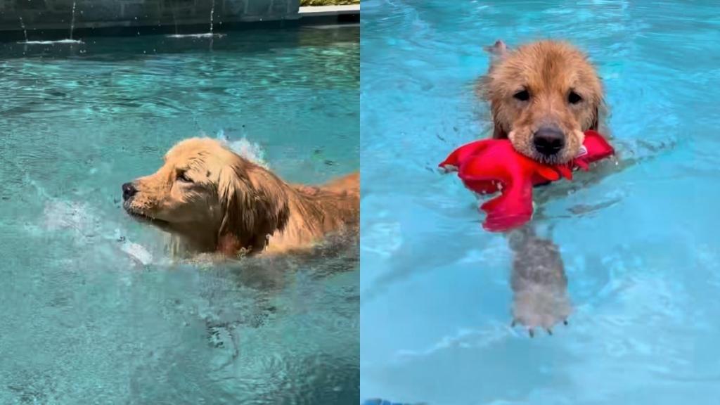 Golden Retriever swimming video