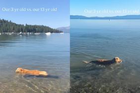 Dog swimming video