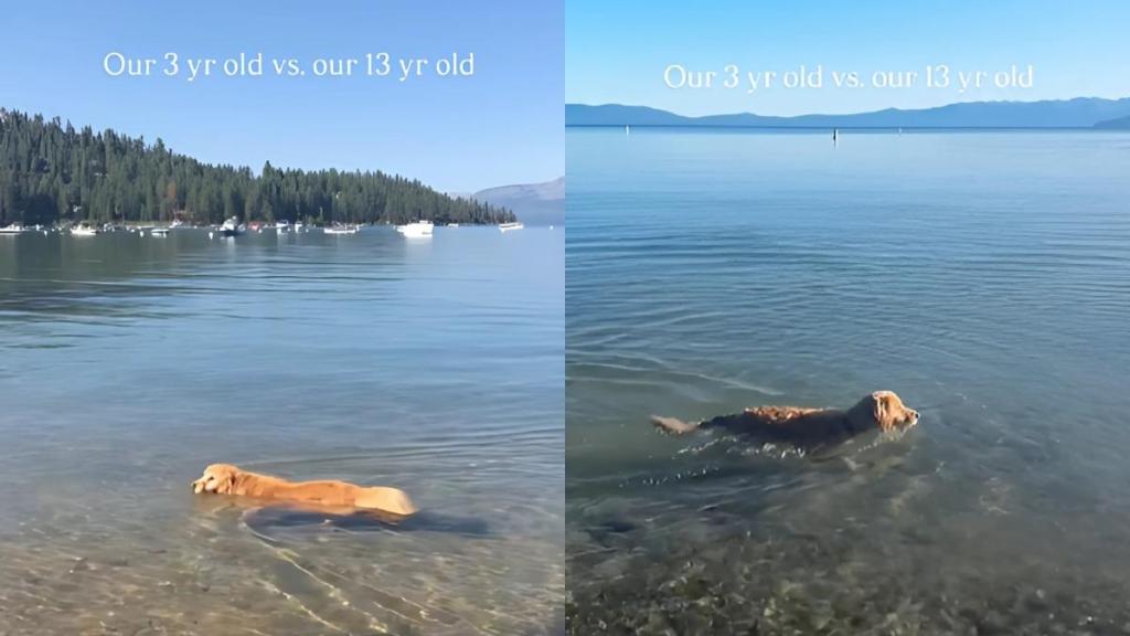 Dog swimming video