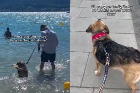 senior dog adoption video