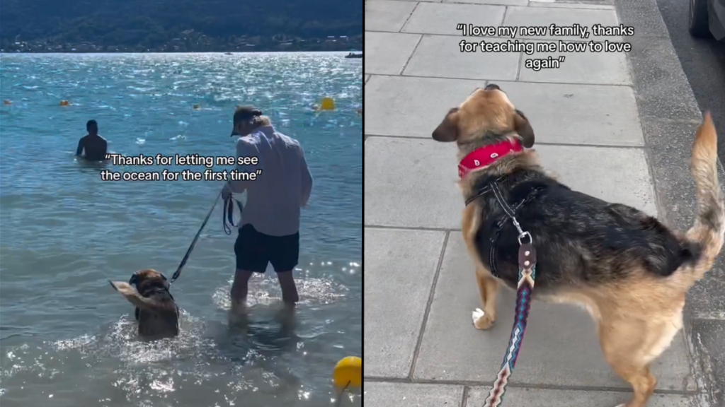 senior dog adoption video