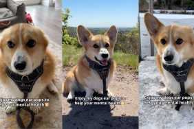 Corgi ear pops video