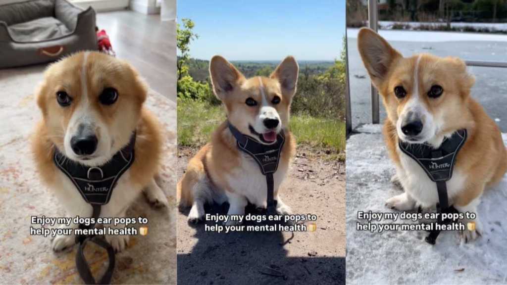 Corgi ear pops video