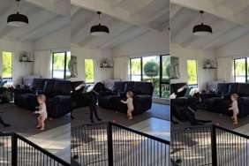 Great Dane toddler video
