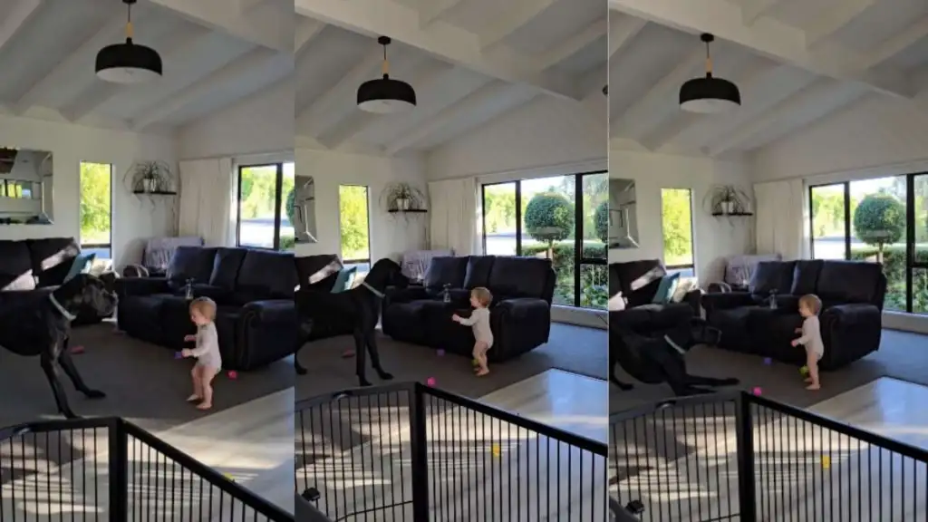 Great Dane toddler video