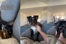 dog tantrums video