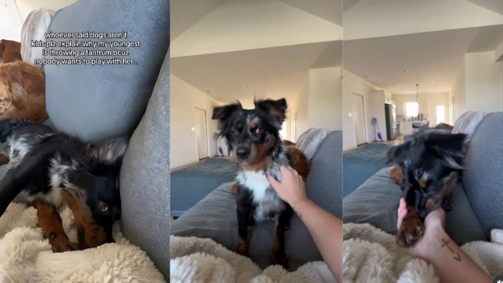 dog tantrums video