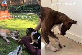 extrovert rescue dog video