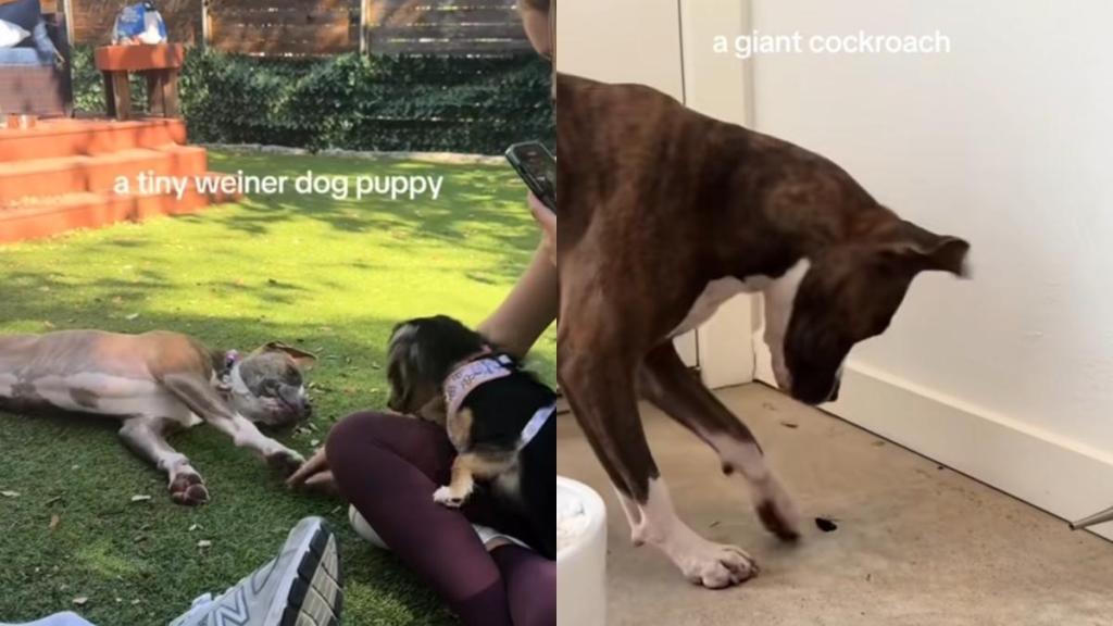 extrovert rescue dog video