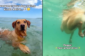 dog swimming video
