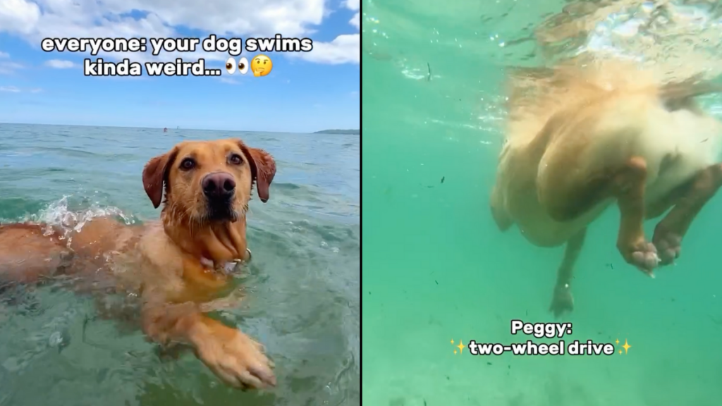 dog swimming video