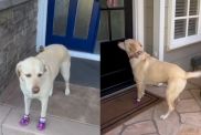Labrador doorbell video