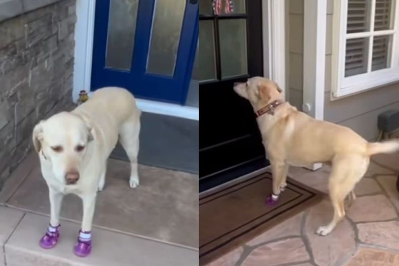 Labrador doorbell video