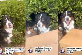 Bernese Mountain Dog video