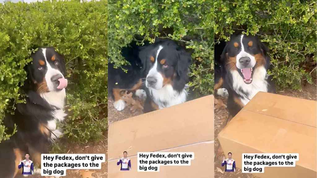 Bernese Mountain Dog video