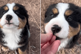 puppy treat video