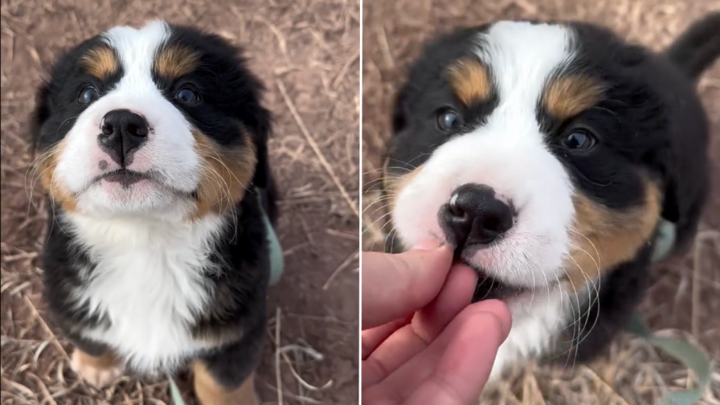 puppy treat video