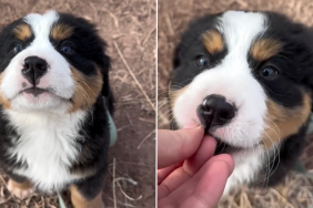 puppy treat video