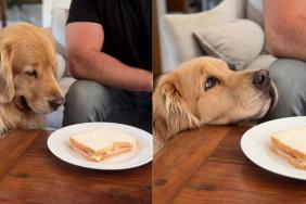 Golden Retriever food video