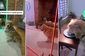 Golden Retriever Squid Game dog video