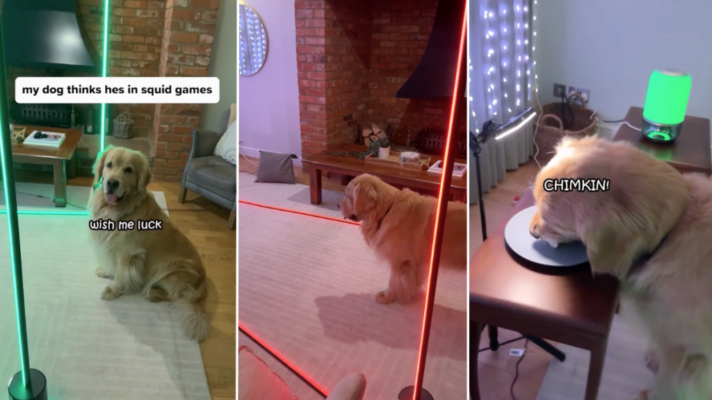Golden Retriever Squid Game dog video