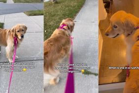 Golden Retriever rushes home from walk to eat chicken as promised in viral video
