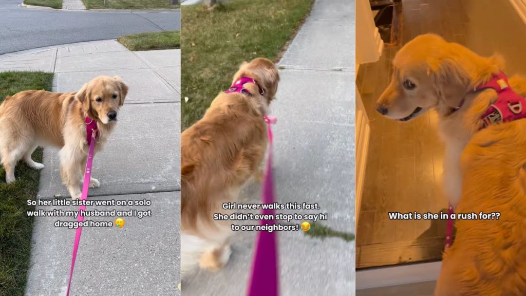 Golden Retriever rushes home from walk to eat chicken as promised in viral video